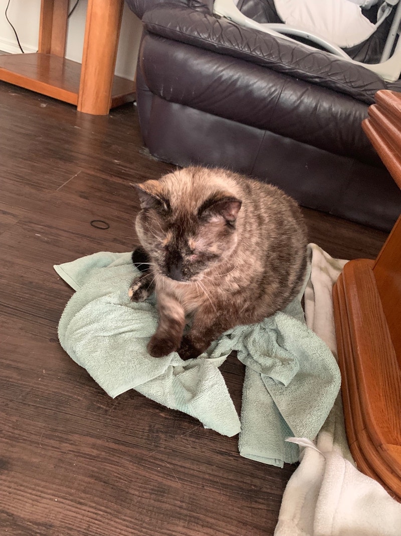 Cat to Rehome Cats & Kittens for Rehoming Regina Kijiji