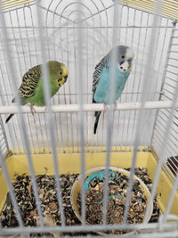 2 Birds & Cage for Sale - Budgies