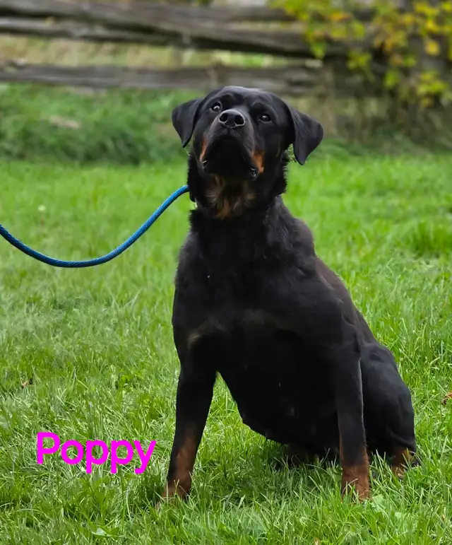 Rottweiler Puppies | Dogs & Puppies for Rehoming | Ottawa | Free local ...