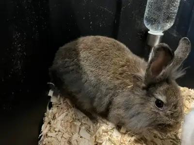 bunny for sale , View more