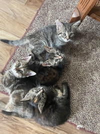 kittens for adoption!