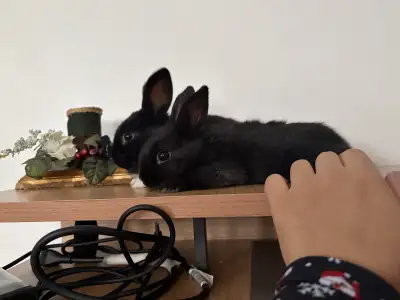 Bunnies  , View more