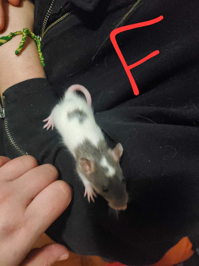 Rats Babies Born Feb. 17 in Small Animals for Rehoming in Winnipeg - Image 3