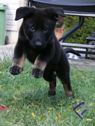 German shepherd working lines puppies, View more