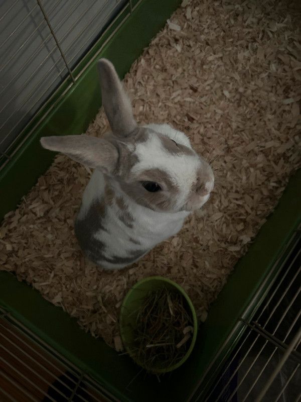 Rabbit with cage & supplies in Small Animals for Rehoming in Winnipeg - Image 3