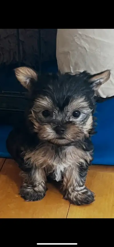 Northern Yorkie smallest Puppy is left black and tan, View more