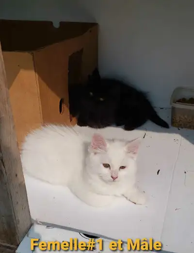 3 petite Minettes (Femelles) Toute Blanche et 1 petit Minet (Mâle) tout Noir disponible il auront on...
