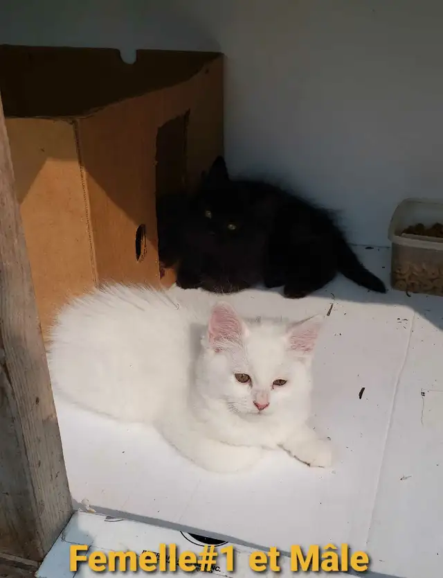 Chaton Poil long (50% Angora Turc, 25% Maine Coon, 25% Sibérien) in Cats & Kittens for Rehoming in Victoriaville - Image 2