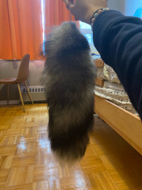 Arctic fox tail