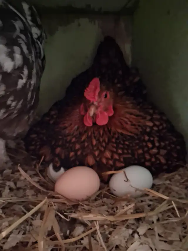 Layer Chicks & Chickens489072028088412169