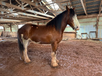  Clydesdale for sale