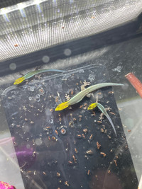 Juvenile Neon Day geckos Phelsuma Klemmeri for sale! 