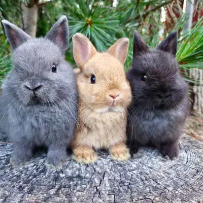 EXTRAORDINARY baby Holland lop & Netherland dwarf bunny rabbits, View more