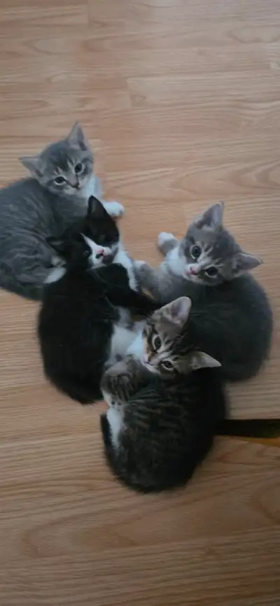 Chat chatton cat kitten, View more