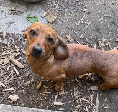Young adult female dachshund, View more