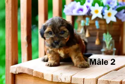 4 MAGNIFIQUES CHIOTS MORKIE VACCINÉS GARANTIE KIT DÉPART +, View more