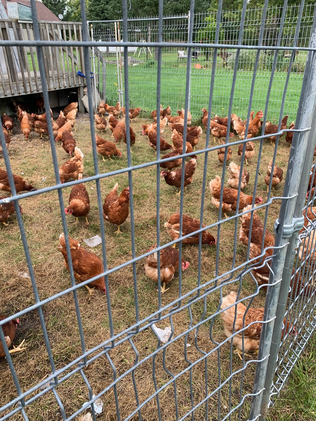 Laying hens for sale  in Other in Ottawa - Image 3