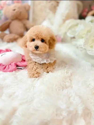 Adorable Teddy Bear puppies for sale, View more
