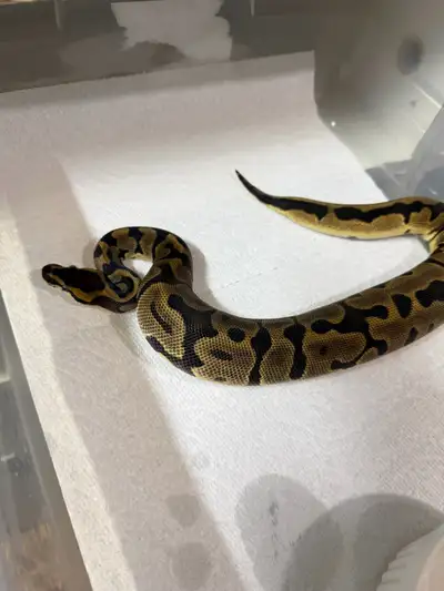 enchi leopard het clown.  , View more