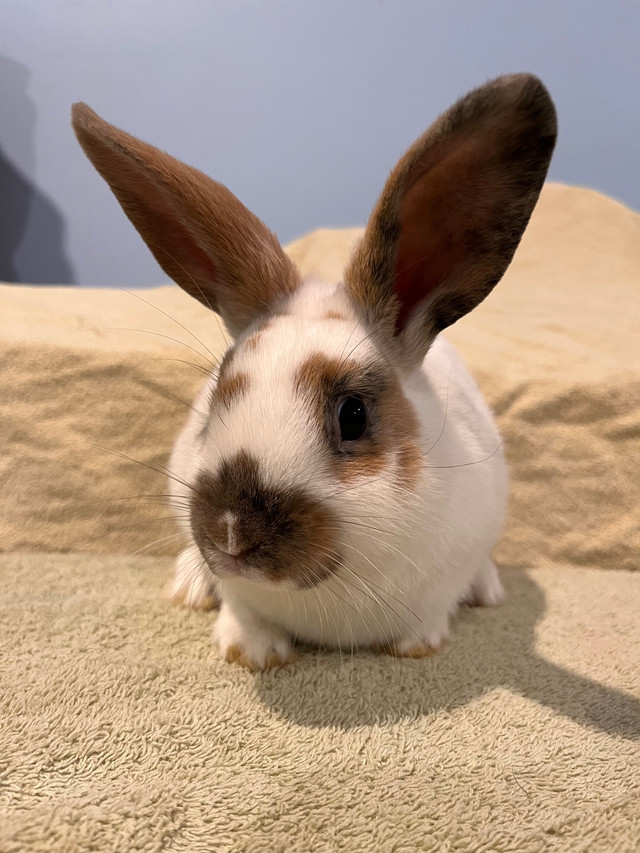 Male Mini Rex X Holland Lop in Small Animals for Rehoming in Peterborough - Image 4