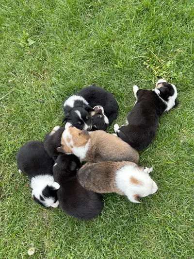 5 male corgi puppies left! 3 tri colour 1 black and white 1 sable (brown and white) Located in barri...