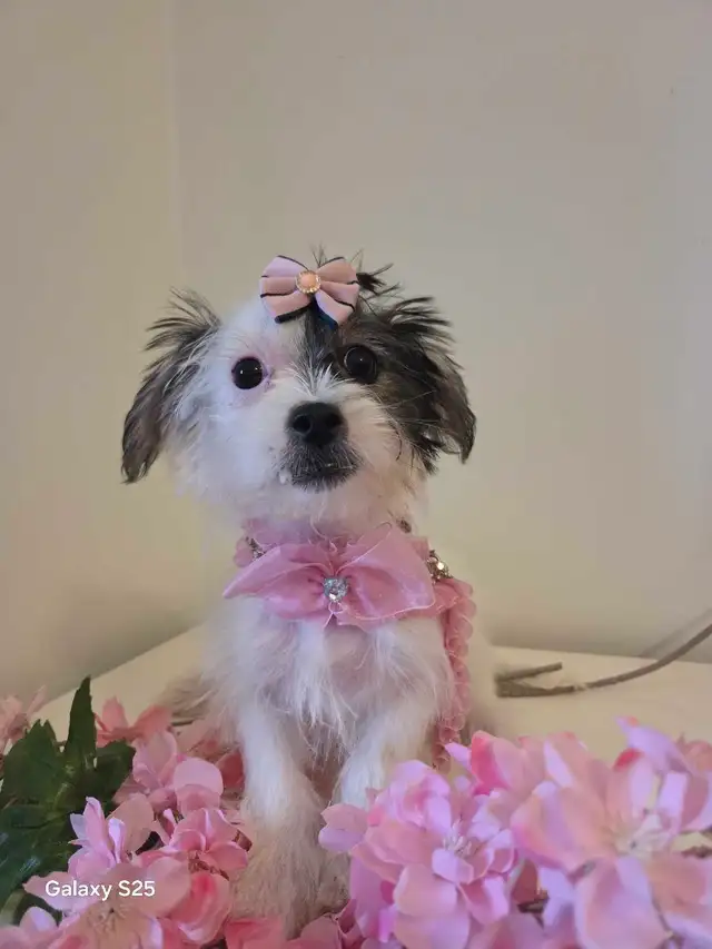magnifique shituz avec yorkshire in Dogs & Puppies for Rehoming in Laurentides - Image 4