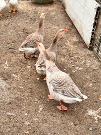 Trio of  Steinbatcher geese 
