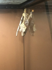 Two male crested geckos 