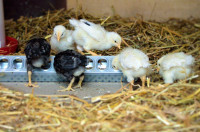 Hatching Eggs, Chicks and Ducklings