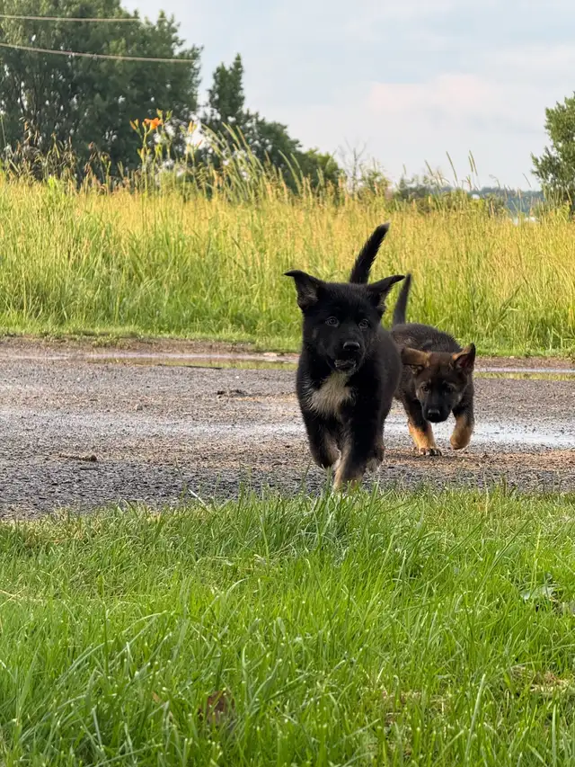 German Shepherd puppies in Dogs & Puppies for Rehoming in Ottawa - Image 10