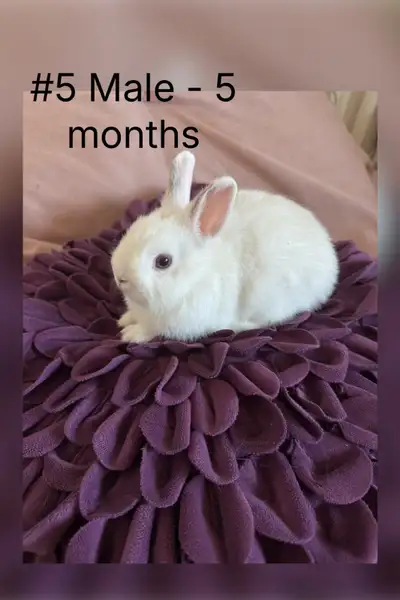 Netherland Dwarf x Rex Bunnies, View more