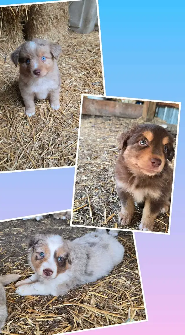 Pure bred Australian Shepherd Puppies in Dogs & Puppies for Rehoming in Edmonton - Image 4