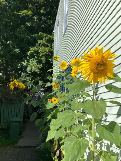 Awesome accommodation close to everything in the centre of the Halifax peninsula with shared kitchen...