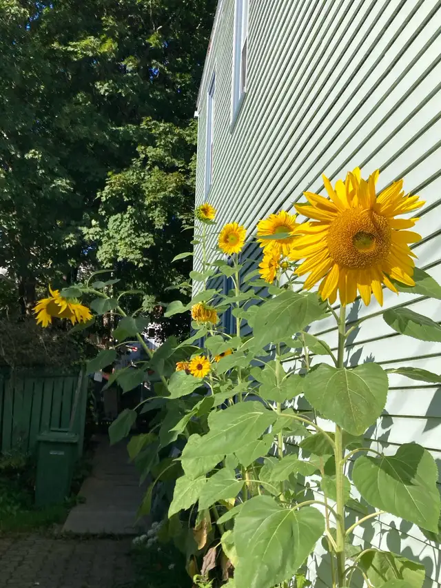 Furnished Room in Room Rentals & Roommates in City of Halifax - Image 2