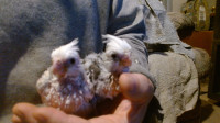 These two cockatiels available at my Front Porch Aviary.