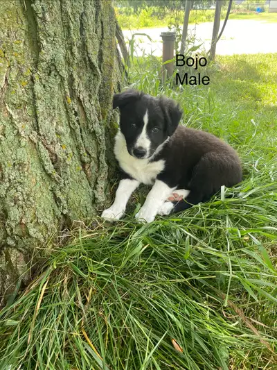 Border Collie Puppies, View more