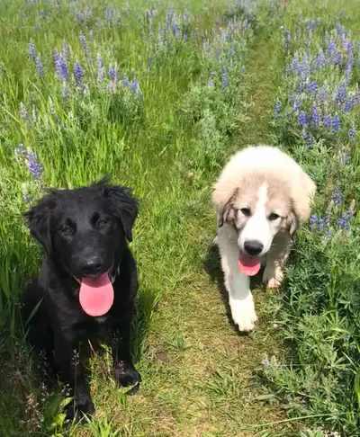 Dogs for Rehoming, View more