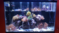 Easy Beginner Corals Reef Saltwater SPS LPS Zoa Polyps Aquarium