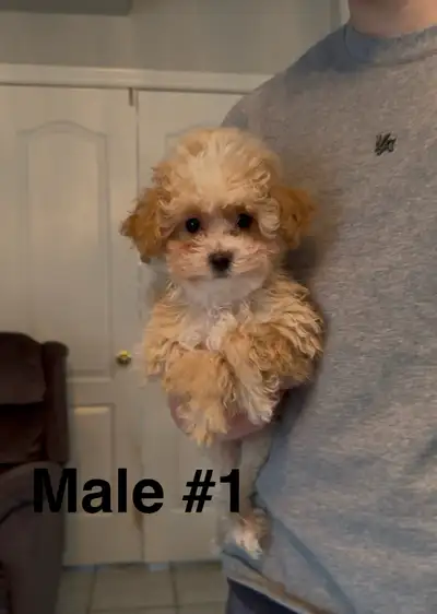 Adorable Toy Poodles , View more