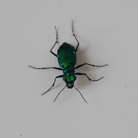 Beetles 4 sale! :)