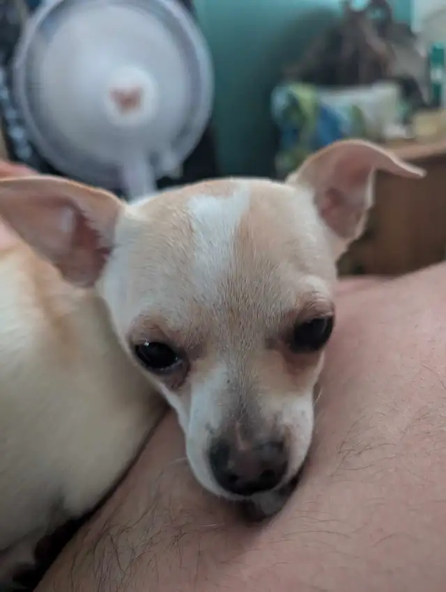 Chihuahua mâle in Dogs & Puppies for Rehoming in Drummondville - Image 2