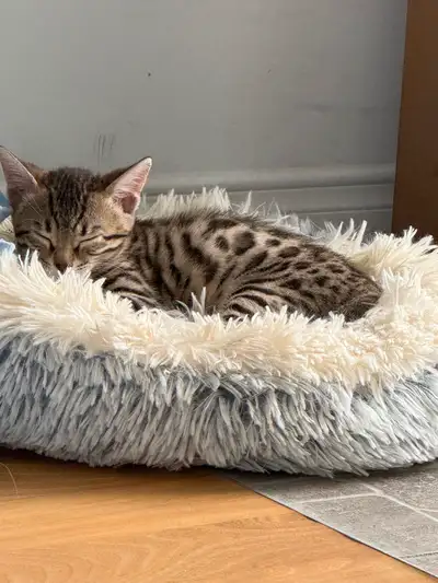 Yeux vert Magnifique petite Bengal pure des 2 parent , fille, prête à partir elle attend que vous 60...
