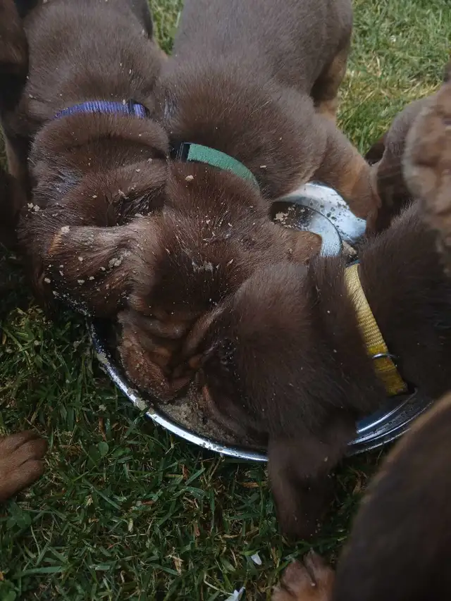 ‍Bloodhound puppies in Dogs & Puppies for Rehoming in Norfolk County - Image 10