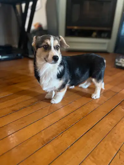 We have one little girl ready for her new home now. She is very friendly and will make a great compa...