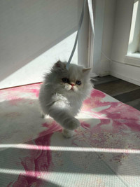 3 month old Persian Kitten