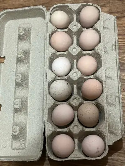 Guinea fowl hatching eggs, View more