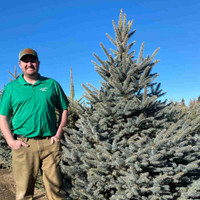 Colorado Blue Spruce for Sale!