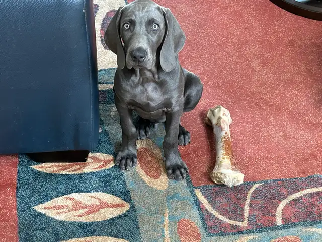 Weimaraner puppies.   2 blue girls still available in Dogs & Puppies for Rehoming in St. Catharines - Image 10