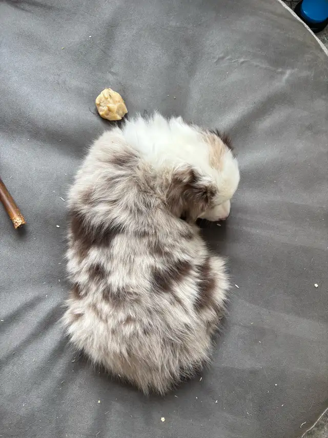 Berger australien in Dogs & Puppies for Rehoming in Victoriaville - Image 4