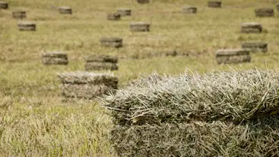 Square hay bales for sale. Fresh cut. Bales are a mix of Brome grass and Alfalfa. Excellent hay. 45l...
